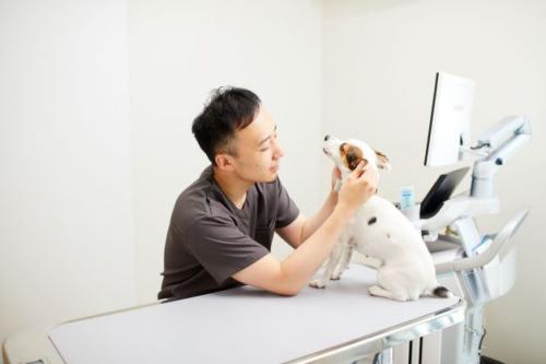 犬・猫専門の動物病院にて動物看護師募集（アルバイト）