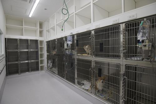 千葉県習志野市【動物看護師募集】福利厚生/教育支援制度が充実
