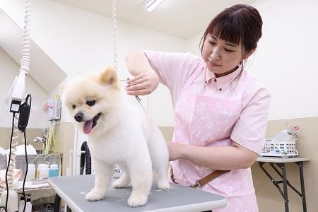 【てらかど動物病院】トリマー (パート)大募集