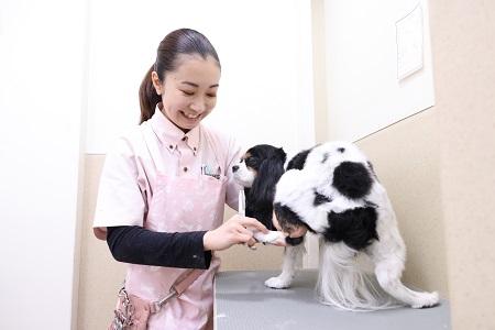 【てらかど動物病院】トリマー (パート)大募集