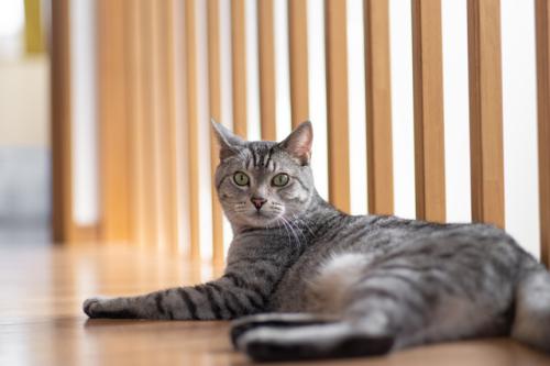 動物看護士(経験者）　正社員　週休2.5日