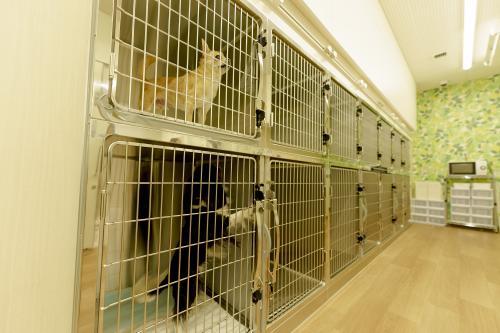 愛玩動物動物看護師（既卒）