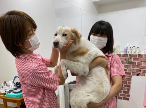 愛玩動物看護師・アニマルケアスタッフ募集！戸田市の動物病院