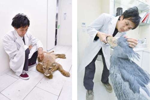 上場　急募　関東全11動物病院　獣医師　募集　正社員