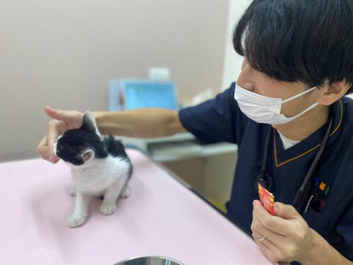 あらた動物病院　トリマーさん募集！【横浜市旭区】
