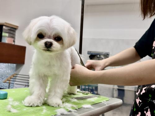 犬のトリマー/１日５時間~/副業OK/扶養範囲内可