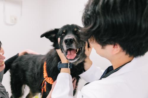 ★正社員★動物看護助手｜DCC動物病院　磐田本院