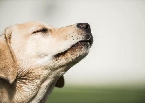 ★正社員★愛玩動物看護師｜いしづか動物病院