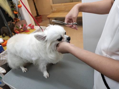 新規開店！動物病院併設のサロンで店長候補トリマー募集！