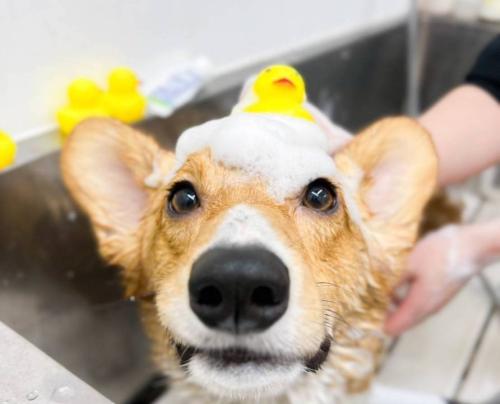 【祐天寺】都心駅チカ！動物病院併設、腕利きトリマー1名募集！