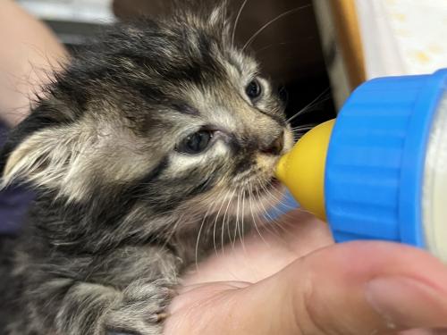 ハッピーハウス：犬や猫の飼育係（正社員）