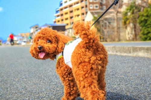 ★急募★港区でペットシッターさん募集！