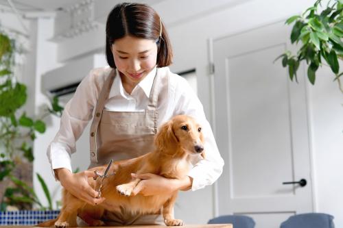 トリマーさん大募集！【急募！！】チャンピオン犬多数在舎♪