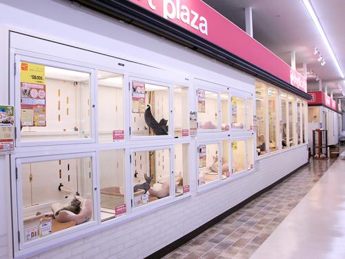【ペットショップワンラブ】イオン長浜店　トリマー募集中