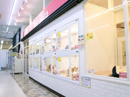 【ペットショップワンラブ】イオン長浜店　トリマー募集中