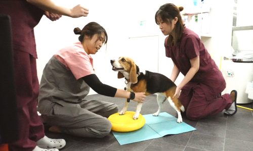 2024年12月開院 目黒区の動物病院【愛玩動物看護師】