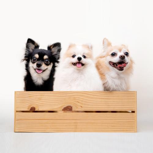 犬の幼稚園・ドッグトレーナー 
