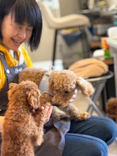 優しい犬カフェでの接客、清掃、トリミング等