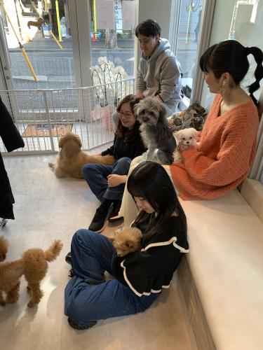 優しい犬カフェでの接客、清掃、トリミング等