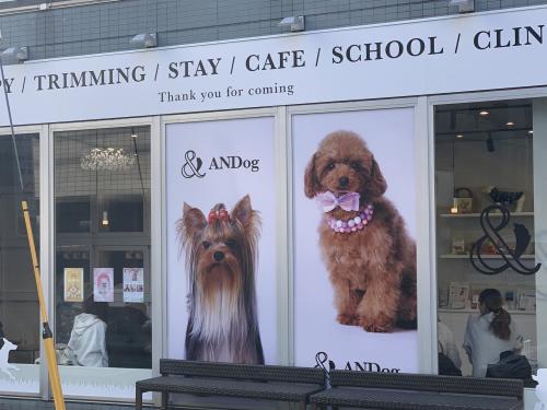 優しい犬カフェでの接客、清掃、トリミング等