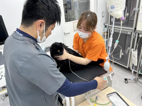 【選考期間9~10月中】愛玩動物看護師・ケアスタッフ
