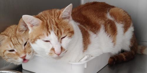 アニマルケアスタッフ募集！正社員
