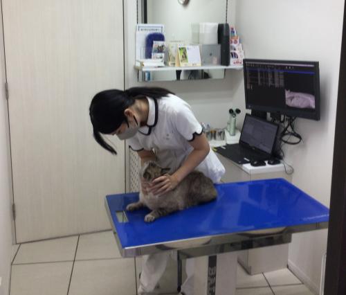 動物病院の動物看護師・動物看護助手（大阪市西区立売堀）