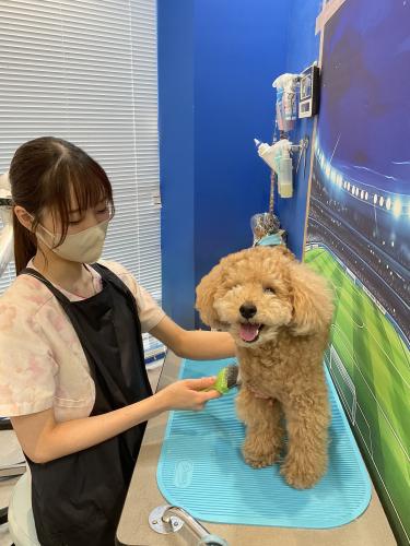 目黒区学芸大学駅5分　動物病院トリマー専任職募集