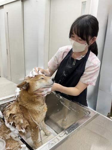 目黒区学芸大学駅5分　動物病院トリマー専任職募集