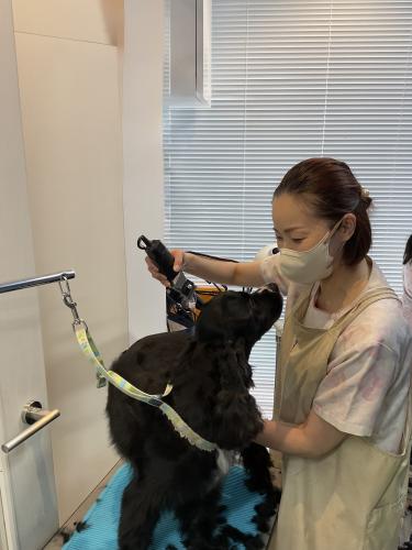目黒区学芸大学駅5分　動物病院トリマー専任職募集