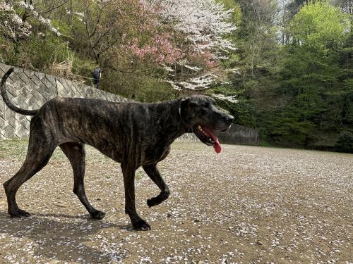 動物病院内の供血犬のお世話
