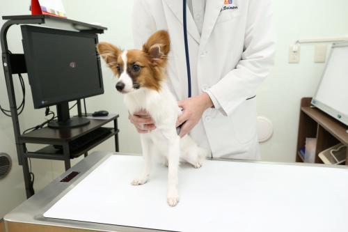 動物病院内の供血犬のお世話