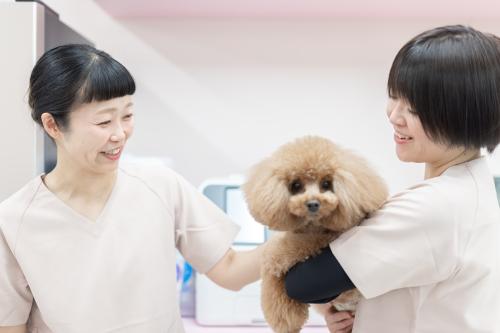 動物看護師 【北千住駅すぐ】整形外科・腫瘍科の二次診療施設