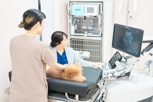 動物看護師 【北千住駅すぐ】整形外科・腫瘍科の二次診療施設