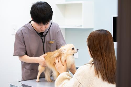新卒　動物看護師募集！一緒により良い病院をつくりませんか