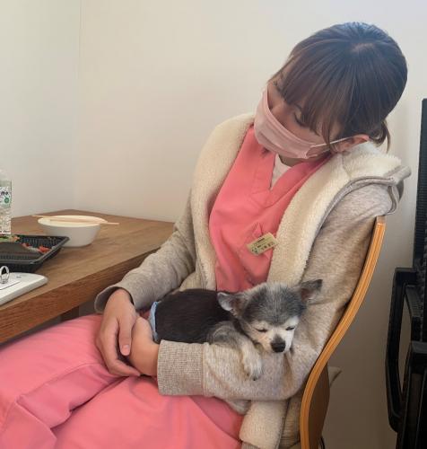 【日曜休み】動物の健康を支えるトリマー募集｜月給25万円～