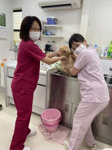【日曜休み】動物の健康を支えるトリマー募集｜月給25万円～