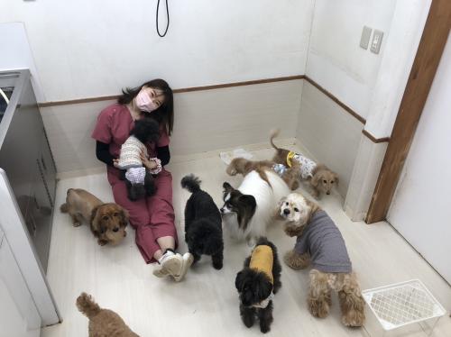 【日曜休み】動物の健康を支えるトリマー募集｜月給25万円～
