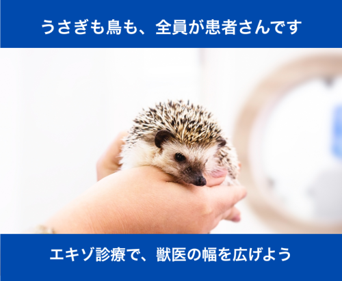 【獣医師】循環器＋エキゾ診療を学びたいあなたへ｜神楽坂