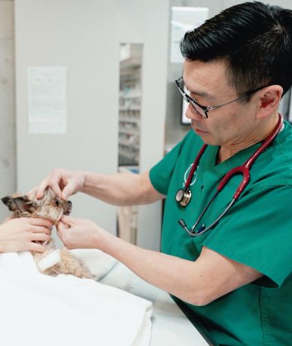 【愛玩動物看護師】湘南・辻堂｜高度医療を支えるプロとして活躍