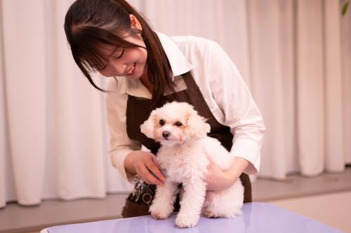 【パートタイム】往診専門獣医師