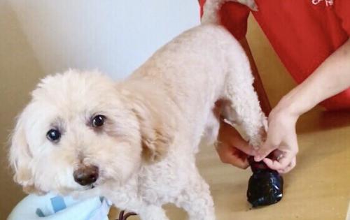 【一頭一頭に向き合う】訪問動物看護師さん募集！