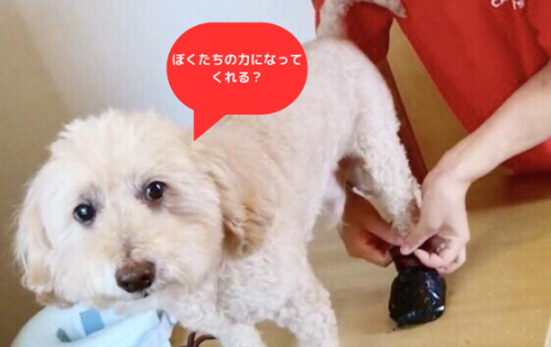 【一頭一頭に向き合う】訪問動物看護師さん募集！