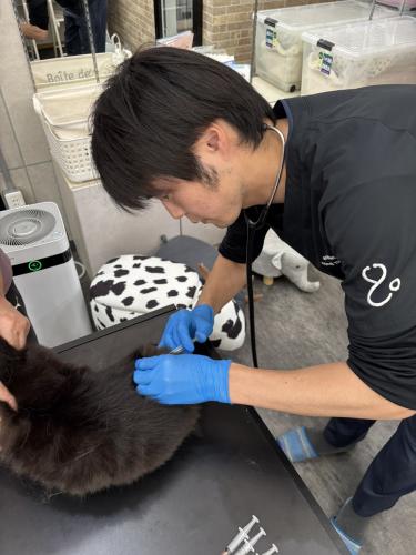 【往診専門獣医師】移動費宿泊費全額会社/全国を巡る予防診療