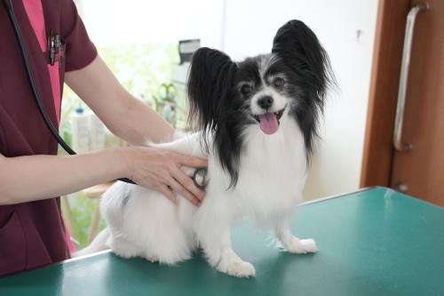 【動物看護師積極採用】ペット家族動物病院　成城店