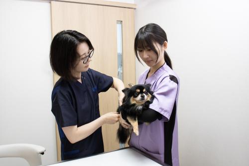 【動物看護師積極採用】ペット家族動物病院　成城店