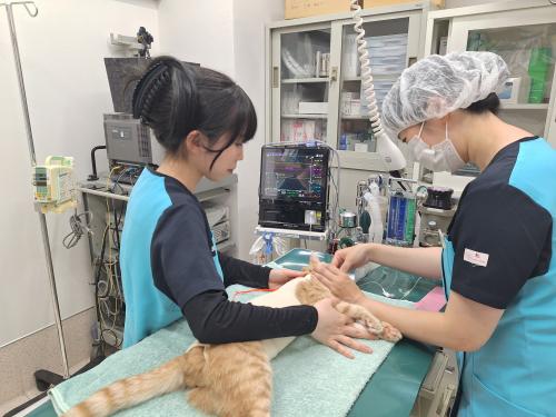 2027年4月入社愛玩動物看護師  中途採用随時 東京江東区