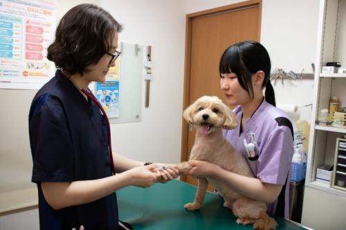 【獣医師募集】完全予約制の動物病院　西五反田勤務
