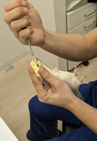【鳥類の獣医師】森下小鳥病院