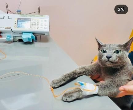 新院オープン！ 犬猫エキゾ診療★動物看護師募集！